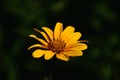 Isolated yellow African daisy flower. soft green background Royalty Free Stock Photo