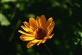 Isolated yellow African daisy flower. soft green background Royalty Free Stock Photo