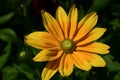 Isolated yellow African daisy flower. soft green background Royalty Free Stock Photo