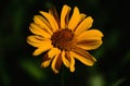 Isolated yellow African daisy flower. soft green background Royalty Free Stock Photo