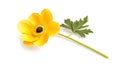 Single Yellow Anemone Flower with Stem and Leaf on White Background Royalty Free Stock Photo