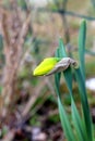 Isolated yellow blooming daffodil bourgeon