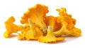 Isolated yellow chanterelles on a white background. Royalty Free Stock Photo