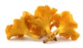 Isolated yellow chanterelles on a white background. Royalty Free Stock Photo