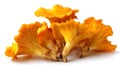 Isolated yellow chanterelles on a white background. Royalty Free Stock Photo