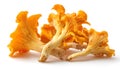 Isolated yellow chanterelles on a white background. Royalty Free Stock Photo