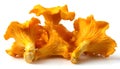 Isolated yellow chanterelles on a white background. Royalty Free Stock Photo