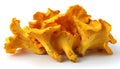 Isolated yellow chanterelles on a white background. Royalty Free Stock Photo
