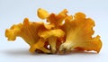 Isolated yellow chanterelles on a white background. Royalty Free Stock Photo