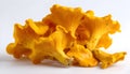 Isolated yellow chanterelles on a white background. Royalty Free Stock Photo