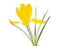 Isolated yellow crocus flower blossom Royalty Free Stock Photo