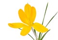 Isolated yellow crocus flower blossom Royalty Free Stock Photo