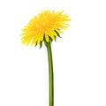 Yellow dandelion flower. Royalty Free Stock Photo