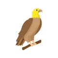 Isolated eagle animated animals vector illustration