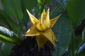 Isolated yellow ensete lasiocarpum blossoms in the bush Royalty Free Stock Photo