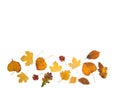 Isolated yellow fallen leaves from many trees.  Arranged in a single straight boarder Royalty Free Stock Photo