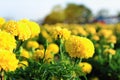 Isolated yellow flower on background,close up many marigold blooming in the garden backyard Royalty Free Stock Photo