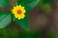 Isolated Yellow Flower in Garden With Blurred Background and Free Space for Text - Sunny Autumn Day Royalty Free Stock Photo