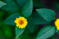 Isolated Yellow Flower in Garden With Blurred Background and Free Space for Text - Sunny Autumn Day Royalty Free Stock Photo