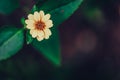 Isolated Yellow Flower in Garden With Blurred Background and Free Space for Text - Sunny Autumn Day, Abstract, Floral Background Royalty Free Stock Photo