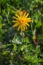 Isolated yellow flower in a green field Royalty Free Stock Photo