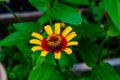 Isolated yellow flower, zinnia, on a blurred background in a backyard garden