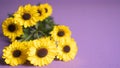 Isolated yellow flowers on violet background with copy space. Chrysanthemums, chrysanths or mums flowers as background.