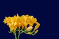 Yellow freesias macro with buds on blue background