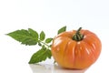 Isolated yellow heirloom tomato Royalty Free Stock Photo