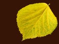 An isolated yellow leaf on dark brown background. Autumn mood. Tilia tomentosa.