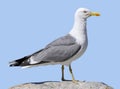 Isolated Yellow-legged Gull Royalty Free Stock Photo