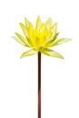 Isolated yellow lotus flower