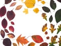 Isolated yellow, orange, red, purple, and green fallen leaves from many trees.  Arranged in a circular boarder as if flowing Royalty Free Stock Photo