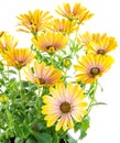 Isolated yellow Osteospermum flower blossoms Royalty Free Stock Photo