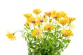 Isolated yellow Osteospermum flower blossoms