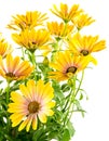 Isolated yellow Osteospermum flower blossoms Royalty Free Stock Photo