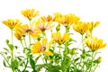 Isolated yellow Osteospermum flower blossoms Royalty Free Stock Photo