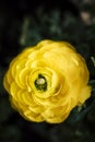 Isolated yellow ranunculus flower in the garden Royalty Free Stock Photo