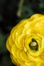 Isolated yellow ranunculus flower in the garden Royalty Free Stock Photo
