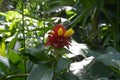 Costus barbatus blossoms in the bush Royalty Free Stock Photo