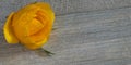 Isolated yellow rose flower on wooden background