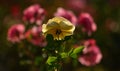 Yellow rose and blurred background