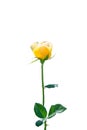 Isolated yellow rose nature flower