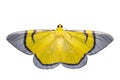 Isolated yellow signata moth Royalty Free Stock Photo