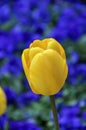 Isolated yellow tulip on blurred bed of blue pansies flowers, co Royalty Free Stock Photo