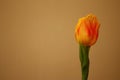 Isolated yellow tulip, Tulipa, Liliaceae, closeup view. Royalty Free Stock Photo