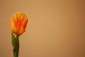 Isolated yellow tulip, Tulipa, Liliaceae. Royalty Free Stock Photo