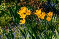 Yellow tulips and colorful flowers in a landscaped garden isolated against the light Royalty Free Stock Photo