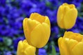 Isolated yellow tulips on blurred bed of blue pansies flowers, c Royalty Free Stock Photo