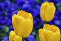 Isolated yellow tulips on blurred bed of blue pansies flowers, c